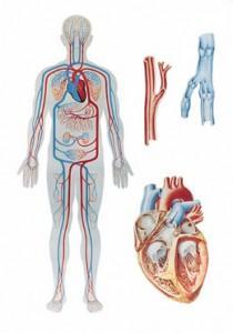 V2018U 01 la circulacion sanguinea humana esquema 210x300 Circulación sanguínea: una cuestión importante para la salud 