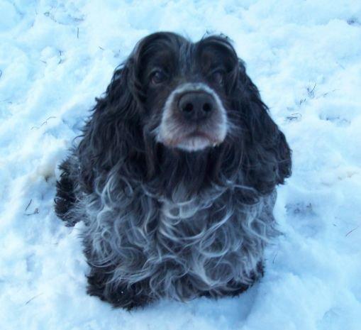 En memoria de la dulce Cara