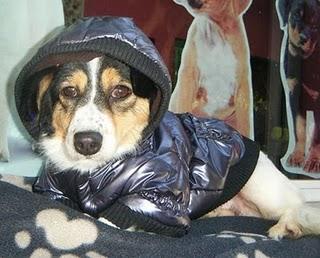 NOELIA, ABANDONADA, DEPRIMIDA Y ATERRORIZADA EN EL REFUGIO BUSCA UNA FAMILIA URGENTE-(ALMERIA)