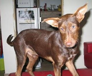 ZOILO,1 AÑO DE VIDA Y 2 ABANDONOS.MUY URGENTE LE LLEVAN A LA PERRERA