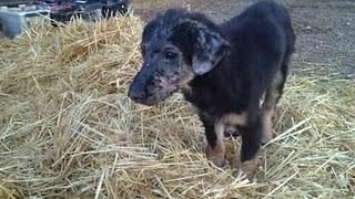 THOR, UN CACHORRO CON UNA VIDA LLENA DE SUFRIMIENTOS AL QUE NADIE QUIERE POR SU ASPECTO-(MURCIA)