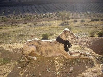 BURGUER, galgo macho adulto, obediente, sociable, cariñoso...