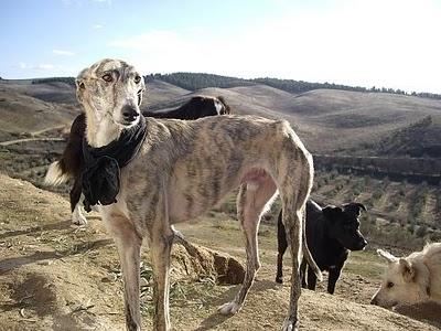BURGUER, galgo macho adulto, obediente, sociable, cariñoso...