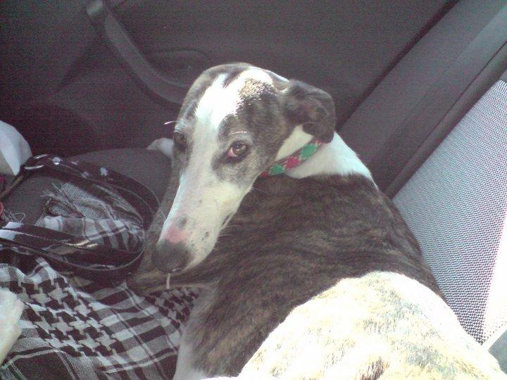 ¿Y ahora que hacemos? Galga (Granada)