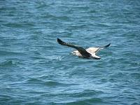 ALGUNOS DIAS BUENOS. A RITMO DE GÁLIBO...