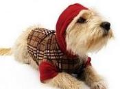 Negocio ropa para perros