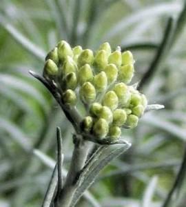 sol de oeo sol de oeo 270x300 Cúrate con las hierbas: el sol de oro