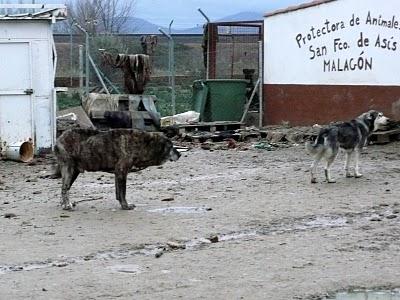DESESPERACIÓN en la Protectora de Animales de Malagón.