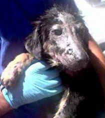 Thor su lucha tiene que tener recompensa