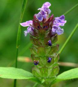 consuelda mayor Hierbas que curan: la consuelda