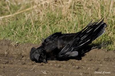 Políticamente incorrecto