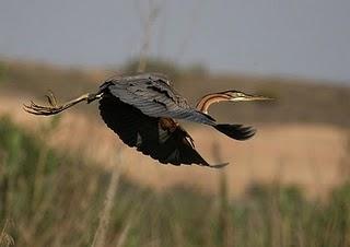 Garza imperial – Purple Heron (Ardea purpurea)