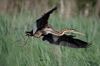 Garza imperial – Purple Heron (Ardea purpurea)
