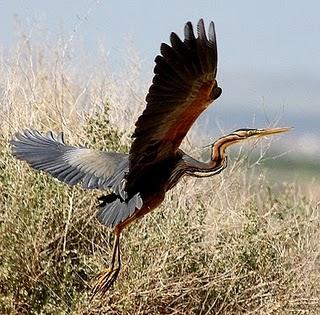 Garza imperial – Purple Heron (Ardea purpurea)