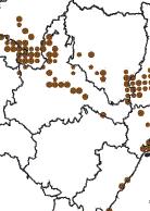 Garza imperial – Purple Heron (Ardea purpurea)