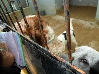 MAIRENA (SEVILLA). EL ABUELICO NO TIENE NADA TODAVÍA, POR FAVOR, NECESITA UN HOGAR !!!!