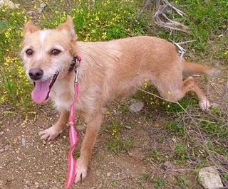 EPI NECESITA AYUDA URGENTEMENTE. (MERIDA)