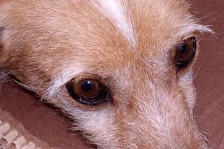 EPI NECESITA AYUDA URGENTEMENTE. (MERIDA)