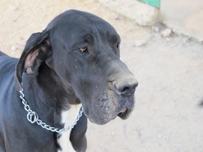 SOS HUELVA 2 HERMANAS GRAN DANESAS LAS ENTREGAN EN LA PERRERA