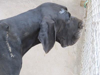 SOS HUELVA 2 HERMANAS GRAN DANESAS LAS ENTREGAN EN LA PERRERA