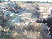 picudo negro, nuevo invasor