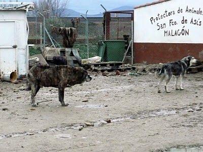 La protectora de Malagón necesita ayuda