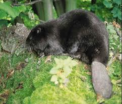 No son aerogeneradores, son armas de destrucción masiva.