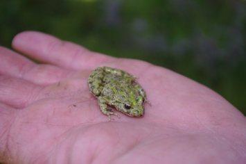 Jornada de muestreo de anfibios en la Sierra Norte