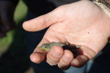 Jornada de muestreo de anfibios en la Sierra Norte