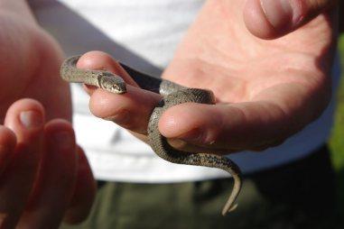 Jornada de muestreo de anfibios en la Sierra Norte
