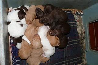 Buscamos familia para 16 bebes