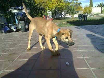 Perro perdido en Vinyols, Tarragona