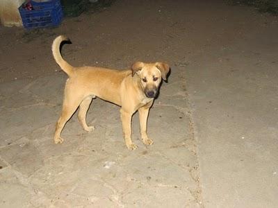 Perro perdido en Vinyols, Tarragona