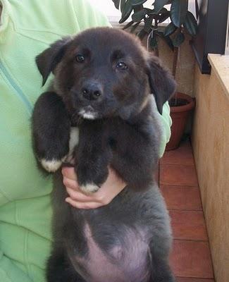 AIXA, cachorrona en adopción (Murcia)