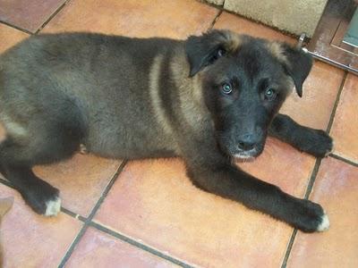 AIXA, cachorrona en adopción (Murcia)