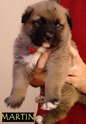 Varios cachorritos en adopcion urgente (Murcia)