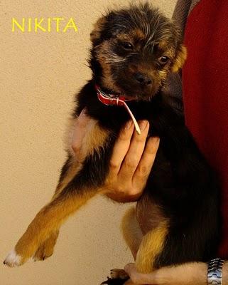 Varios cachorritos en adopcion urgente (Murcia)