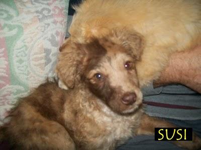 Varios cachorritos en adopcion urgente (Murcia)