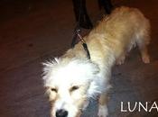 Varios cachorritos adopcion urgente (Murcia)