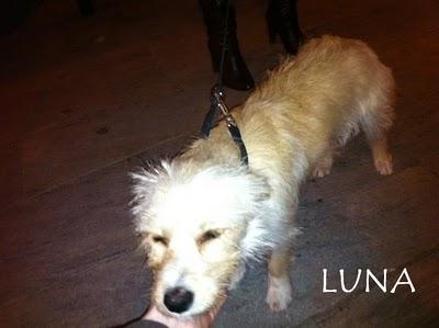 Varios cachorritos en adopcion urgente (Murcia)