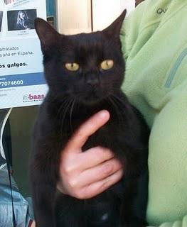 Morgana, hermosa panterita que sigue esperando (Murcia)