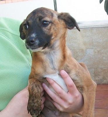 SOLO QUEDA UNA HERMANITA! Cachorritos tamaño pequeño en adopción (Murcia)