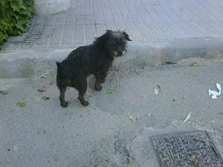 ALICANTE- TONINO duerme en un portal y está cojito, URGENTISIMO , ya hace mucho frio!!