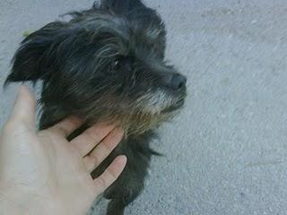 ALICANTE- TONINO duerme en un portal y está cojito, URGENTISIMO , ya hace mucho frio!!