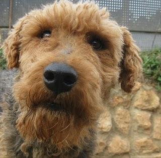 ALFI,SE ESTA MURIENDO, NO DEJEMOS QUE SUS ULTIMOS DIAS SEAN UN INFIERNO-VALENCIA