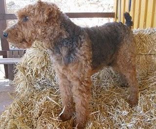 ALFI,SE ESTA MURIENDO, NO DEJEMOS QUE SUS ULTIMOS DIAS SEAN UN INFIERNO-VALENCIA