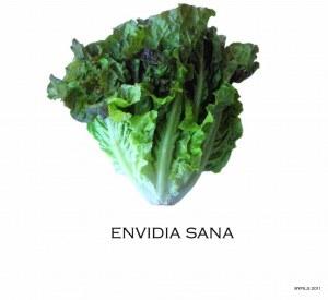 Ver crecer unas lechugas…