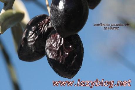 Aceite de oliva virgen extra (I) Del olivo a la botella