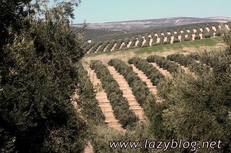 Aceite de oliva virgen extra (I) Del olivo a la botella