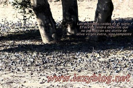 Aceite de oliva virgen extra (I) Del olivo a la botella